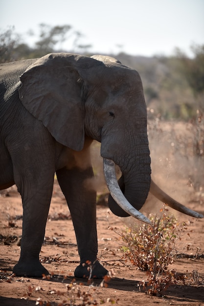 Free photo closeup shot of an african elephant playing with dust