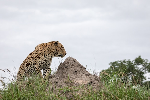 Free photo closeup shot of an african leopard sitting on the rock with the grey sky