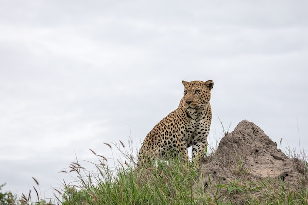 Closeup shot of an African leopard sitting on the rock with the grey sky