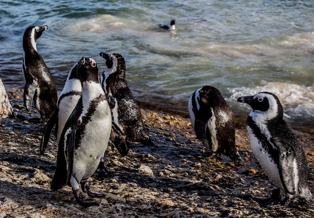 Closeup shot of African Penguins on the shore surrounded by the sea under the sunlight