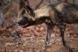 Free photo closeup shot of an african wild dog ready to hunt a prey