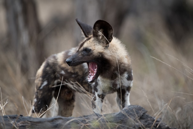 Free photo closeup shot of an african wild dog with a mouth wide open