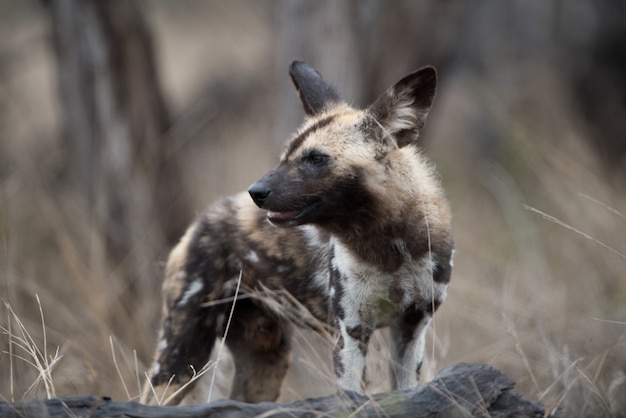 Free photo closeup shot of an african wild dog