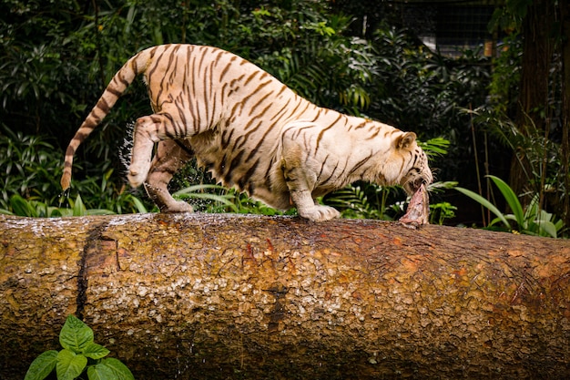 Free photo closeup shot of an aggressive tiger running through a wooden tube with a piece of meat in the mouth