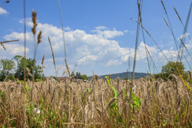 Closeup shot of an agricultural field on background of sky