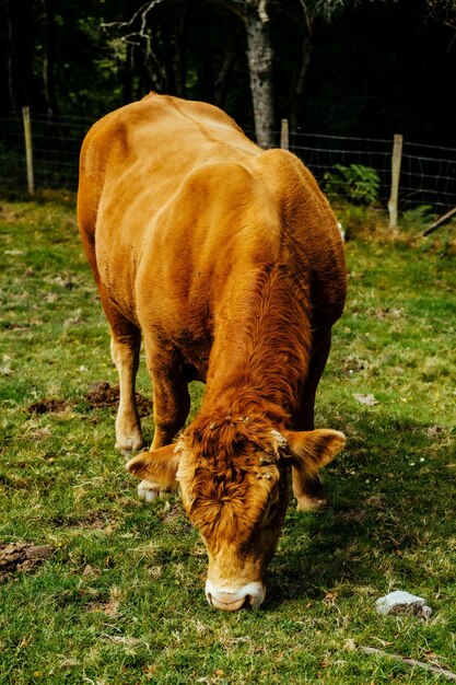 Closeup shot of an amazing brown cow in the farmland in Basque Country, Spain