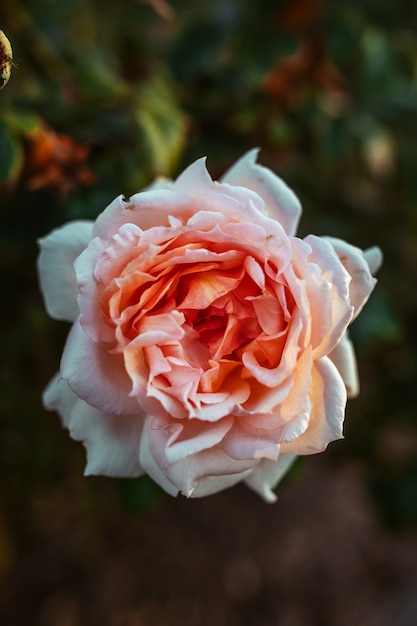 Free Photo closeup shot of an amazing cream-pink rose flower