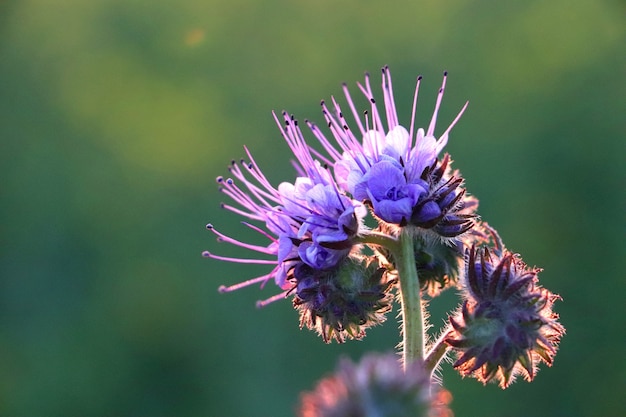 Free Photo closeup shot of an amazing exotic flower