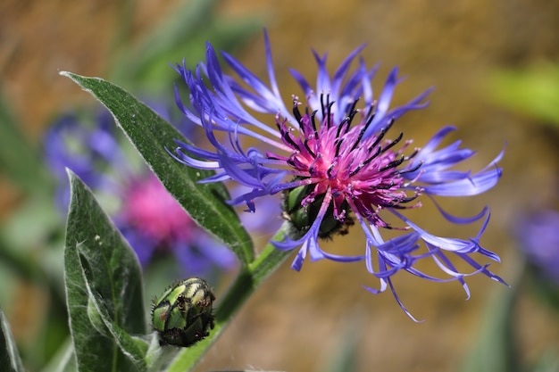 Free photo closeup shot of an amazing purple safflower