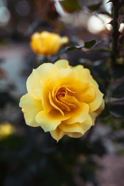 Closeup shot of an amazing yellow rose flower