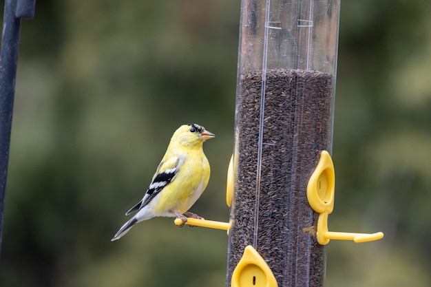 Closeup shot of an American Goldfinch bird resting on a bird feeder container