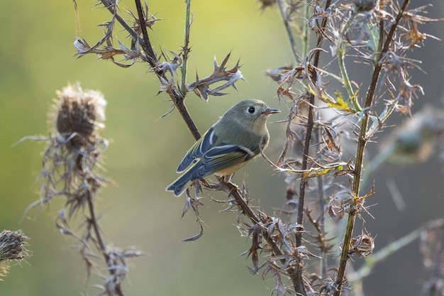 Closeup shot of American Goldfinch perched on a tree