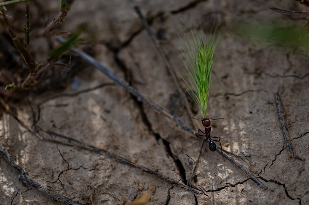 Free photo closeup shot of an ant carrying wheatgrass on the cracked ground