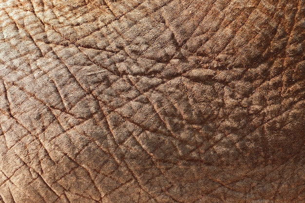 Free photo closeup shot of an asian elephant's skin - perfect for background