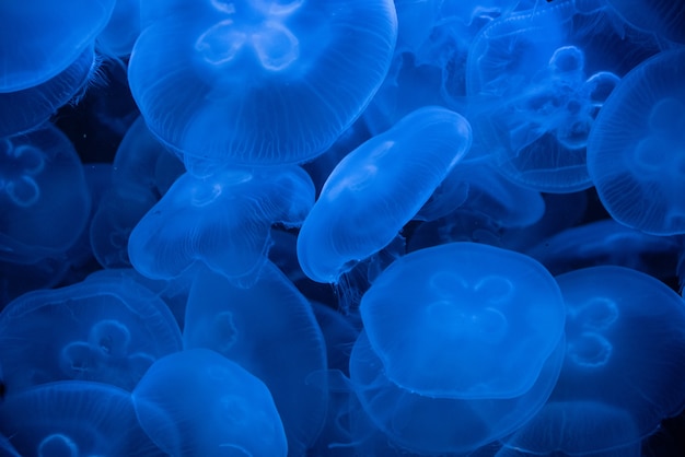 Closeup shot of Aurelia or moon jellyfishes illuminated with a blue light on a dark background