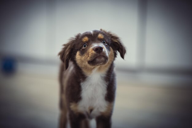 Closeup shot of an Australian Shepherd puppy on a blurred background