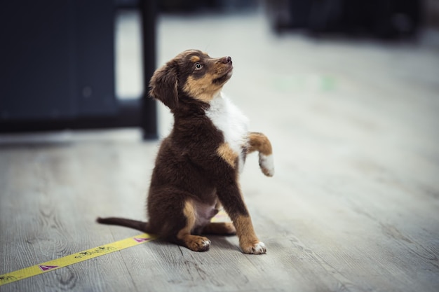 Closeup shot of an Australian Shepherd puppy sitting on a wooden floor