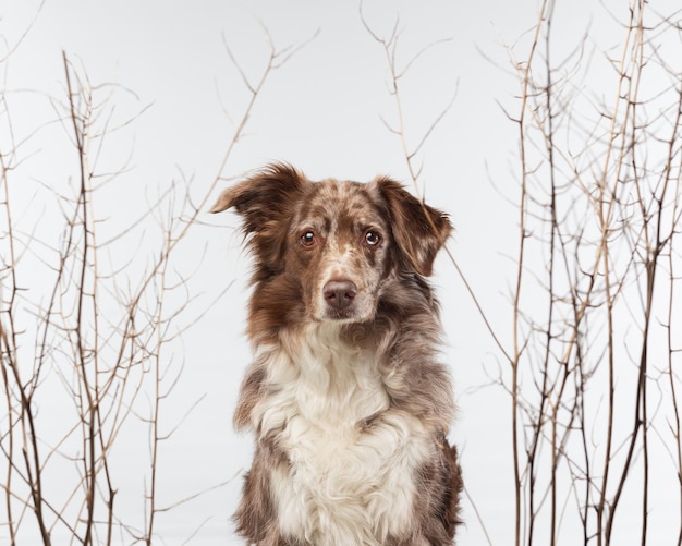 Free photo closeup shot of an australian shepherd on a white background with trees