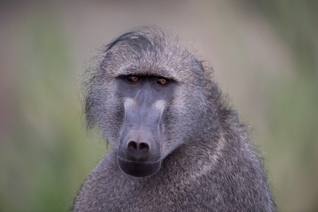 Closeup shot of a baboon monkey