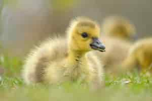 Free photo closeup shot of a baby canada goose on the grass