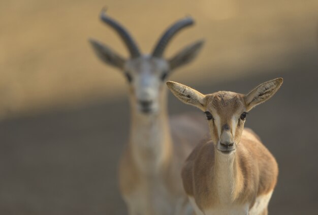 Closeup shot of a baby deer with a blurred