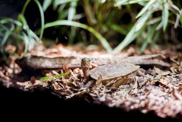 Free photo closeup shot of a baby pond turtle on the shore