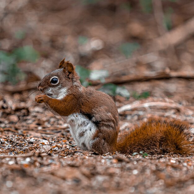 Closeup shot of a baby squirrel standing on the ground