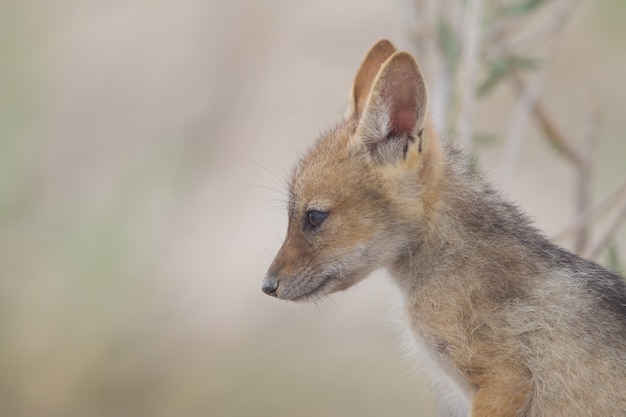 Free Photo closeup shot of a baby swift fox looking in the distance