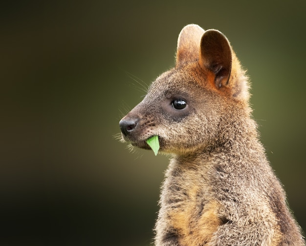 Free photo closeup shot of a baby wallaby eating a green leaf