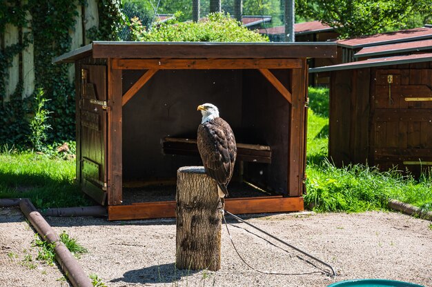 Closeup shot of a bald eagle perched on a tree stump in a park on a sunny day