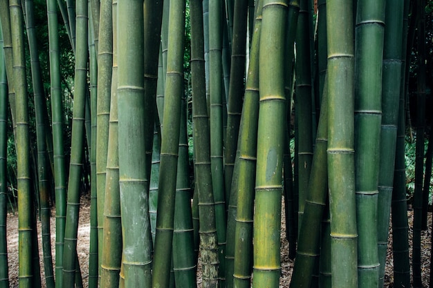 Closeup shot of bamboo trees