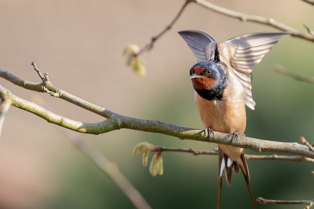 Free Photo closeup shot of a barn swallow sitting on a tree branch flapping its wings