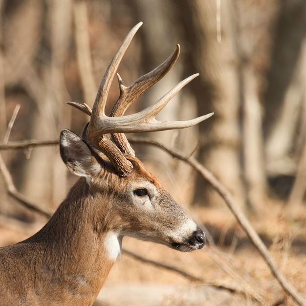 Closeup shot of barren-ground caribou