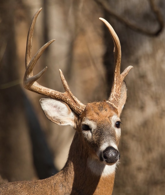 Closeup shot of barren-ground caribou