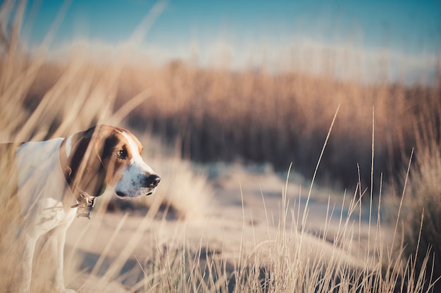 Free Photo closeup shot of beagle-harrier in the fields