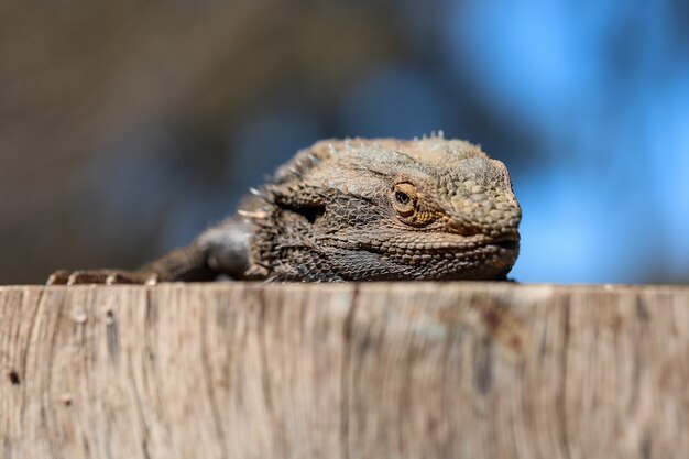 Closeup shot of a bearded lizard