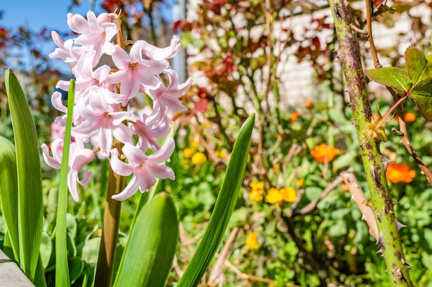 Closeup shot of beautidul hyacinth flowers