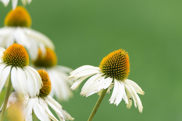 Free photo closeup shot of a beautiful african daisy flower on a blurred background