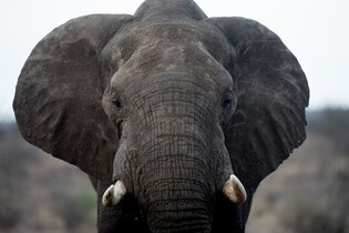 Elephant photos