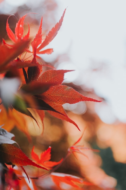 Closeup shot of beautiful Autumn leaves on a tree