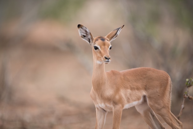 Free photo closeup shot of a beautiful baby antelope