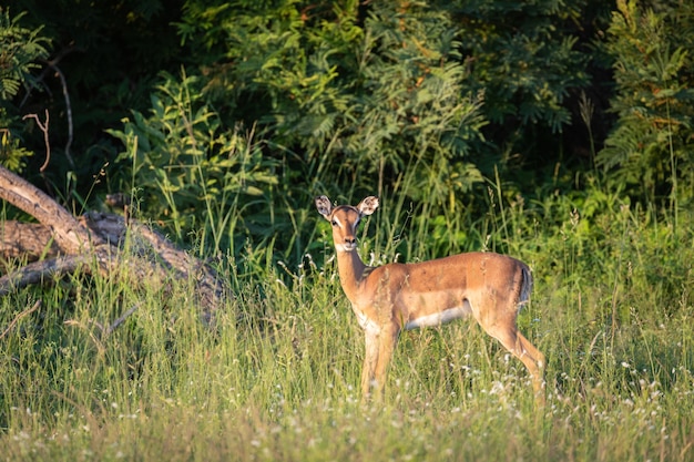 Closeup shot of a beautiful baby deer standing on the green grass