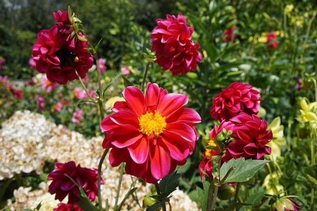 Closeup shot of beautiful big pink flowers in a field with different flowers on a bright day