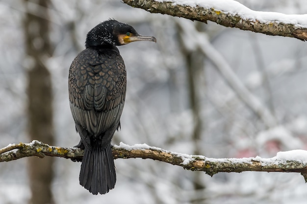 Closeup shot of a beautiful black bird sitting on the snowy tree branch