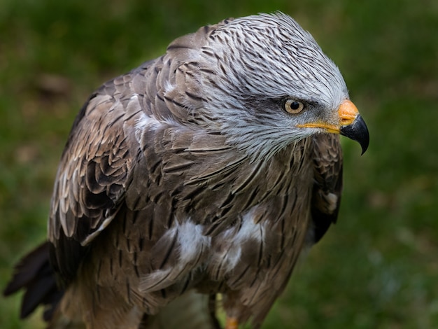 Closeup shot of a beautiful black kite bird