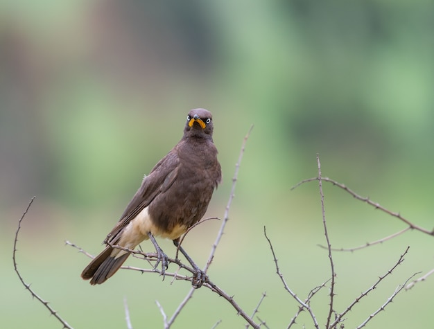 Closeup shot of a beautiful blackbird on blurred forest