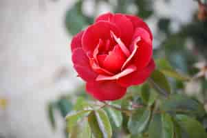 Free photo closeup shot of a beautiful bloomed red garden rose