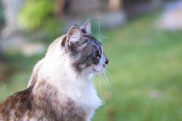 Free photo closeup shot of a beautiful blue-eyed white and brown cat