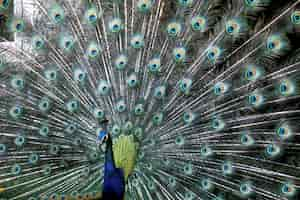 Free photo closeup shot of a beautiful blue peafowl