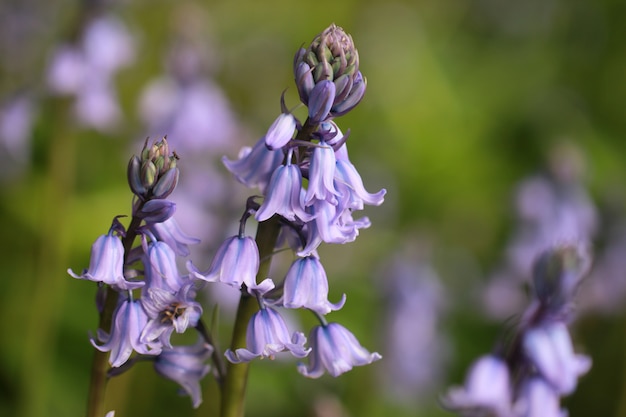 Free photo closeup shot of beautiful bluebells herald in botanic gardens in spring